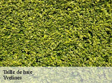 Taille de haie 78 Yvelines  WT espace vert 