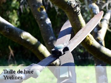 Taille de haie Yvelines 