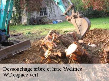 Dessouchage arbre et haie 78 Yvelines  WT espace vert 