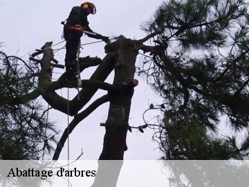 Abattage d'arbres 78 Yvelines  WT espace vert 