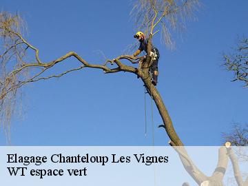 Elagage  chanteloup-les-vignes-78570 WT espace vert 