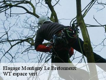 Elagage  montigny-le-bretonneux-78180 WT espace vert 