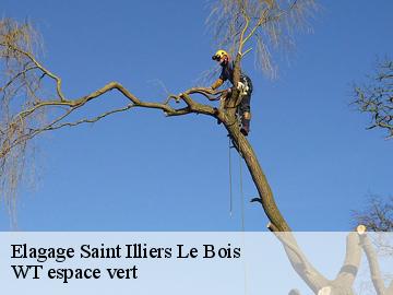 Elagage  saint-illiers-le-bois-78980 WT espace vert 