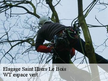 Elagage  saint-illiers-le-bois-78980 WT espace vert 