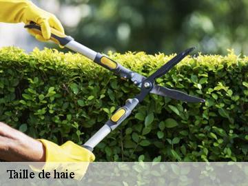 Taille de haie  aulnay-sur-mauldre-78126 WT espace vert 