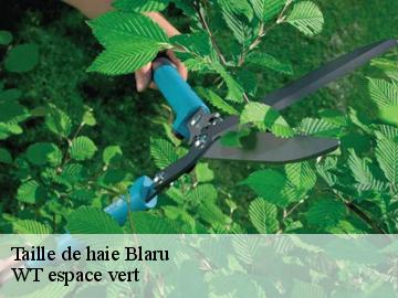 Taille de haie  blaru-78270 WT espace vert 