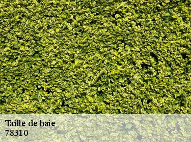 Taille de haie maurepas-78310 WT espace vert