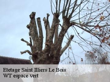 Etetage  saint-illiers-le-bois-78980 WT espace vert 