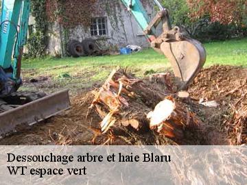 Dessouchage arbre et haie  blaru-78270 WT espace vert 