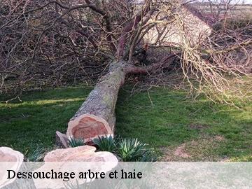 Dessouchage arbre et haie  fontenay-mauvoisin-78200 WT espace vert 