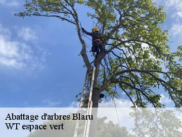 Abattage d'arbres  blaru-78270 WT espace vert 